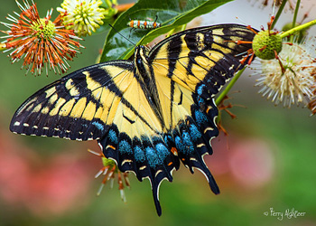 Summer Swallowtail Butterfly By Terry Aldhizer